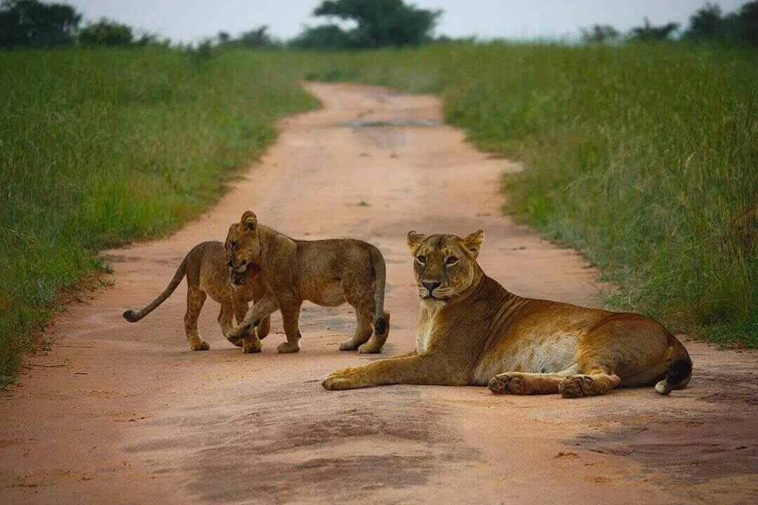 lioness and two cubs